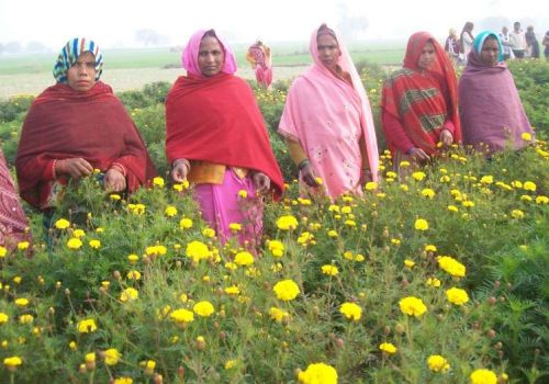 adaptive-livelihoods