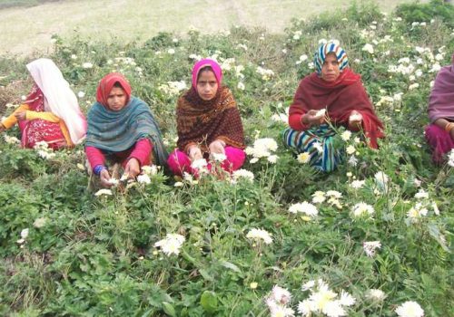 sustainable-agriculture-livelihoods