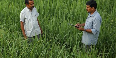 Lead Crop Productivity Pilot Project
